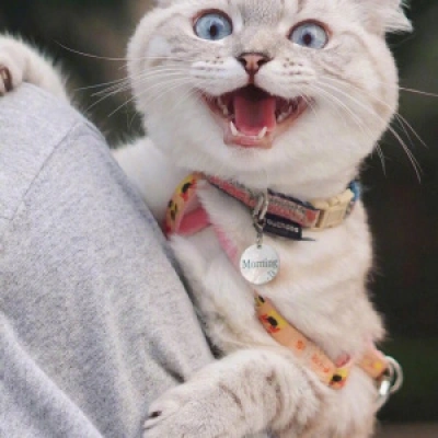 单身在街上才拉风