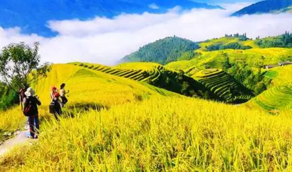 桂林龙脊醉美龙脊梯田2日游新体验（探索绝地逃亡拍摄地+平安民族服装拍照+赠当地长寿果含平安梯田星级名宿酒店一晚+景区门票+金坑大寨单程索道+往返专车接送）