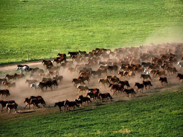 北戴河-承德避暑山庄-塞罕坝-坝上草原6日游