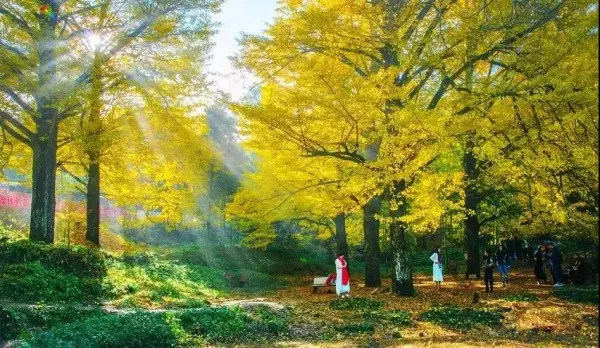 【￥299邂逅秋色•醉美银杏】永州•桐子坳古银杏+零陵古城+柳子街+东山景区+周家大院汽车二日游