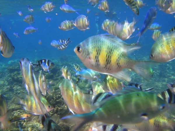 潜水·沙巴+仙本那【OW潜水考证·专业中文持证潜水教练教学】