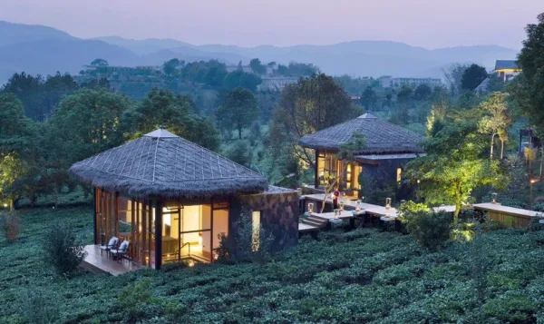 云南景迈茶山行