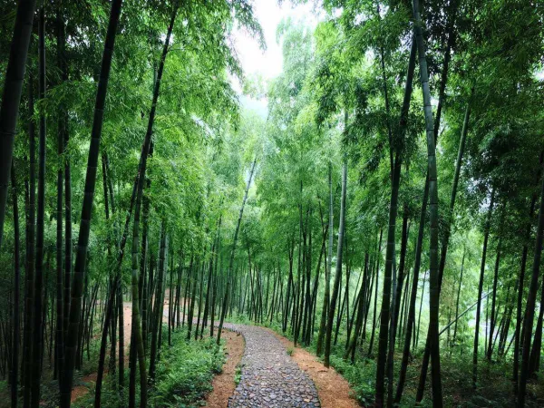 【自由行】安吉浙北大峡谷-中南百草原-中国大竹海-自驾3日游 宿安吉秦天大酒店2晚 