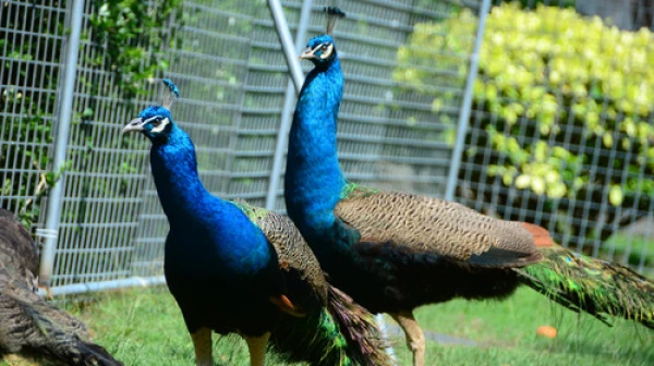 海南三亚-蜈支洲半自助双飞6日游