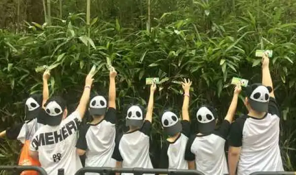 暑期亲子季·玩美四川全景定制5日游（熊猫基地逗趣圆滾滾+人间仙境九寨沟+游学都江堰+寻味峨眉山乐山+成都探店网红美食+都江堰滑翔伞体验+民宿体验等一起来凹）