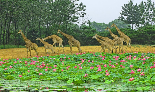 秦皇岛野生动物园