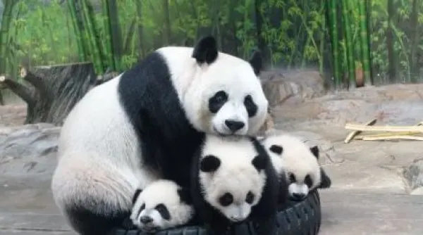 广州+长隆5日自由行