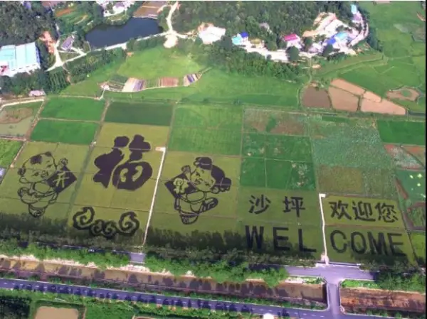 【¥99乡邀赏菊】（11月7-15日）​长沙·沙坪首届乡村旅游文化节+湘绣博物馆一日游