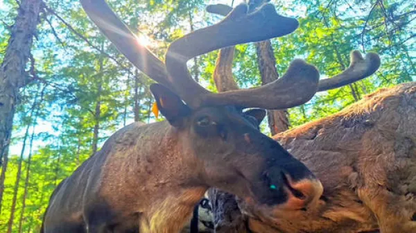 <哈尔滨-呼伦贝尔草原-室韦-湿地-使鹿部落-满洲里双飞7日>20人安全团（骑马越野双穿越+10大体验活动+5大地标景点+宿星空蒙古包/俄式木刻楞）