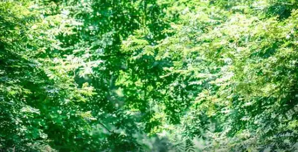 黄山+翡翠谷+西溪南古村落2日1晚私家团(4钻)
【夏日合家欢·亲水避暑】专车专导 &私享小团『网红西溪南·感受绿野仙踪+适合全家一起玩的漂流+翡翠谷避暑』【含去程省内高铁·适合串线出行·一单一订制】