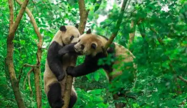 成都5日4晚半自助游(5钻)
【漫游天府之国|自由主义|任选五钻酒店】耍熊猫基地+宽窄巷子，赠专车接机