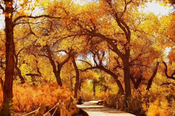 【行摄胡杨林】只一眼，便足以惊艳一整年的时光9月25-30日/9.29-10.4日