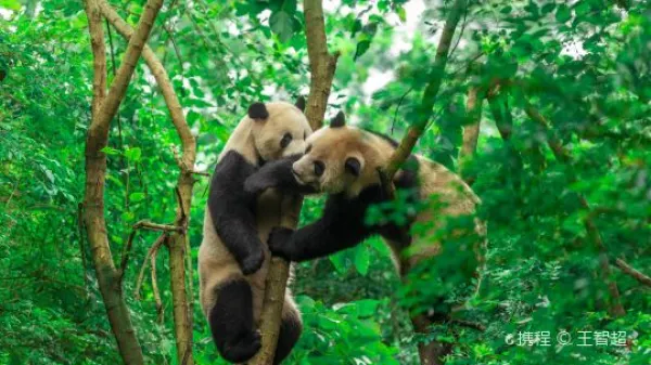 成都+九寨沟+黄龙风景名胜区5日4晚