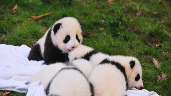 四川成都-都江堰-九寨沟-乐山大佛-峨眉山双飞8日游