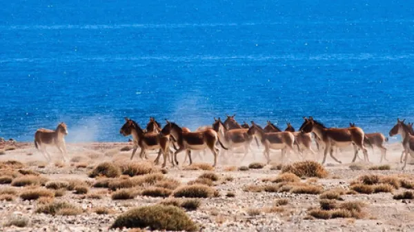 <羊卓雍措+古格王朝+岗仁波齐神山+珠峰自然保护区+扎什伦布寺8日游>阿里古格王朝日喀则珠峰南线