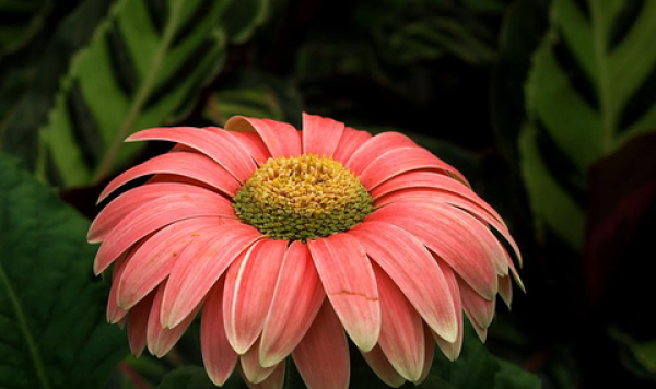 世界花卉大观园