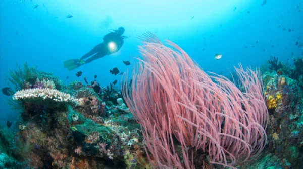 <海南三亚胜意大酒店双飞3-8日自由行>一线海景，地处市区与三亚湾交接，交通便利，拥抱大海，漫步椰梦
