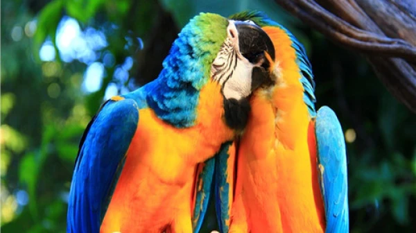 <美国东西海岸12-14日游>武汉起止/A线黄石公园/尼亚加拉大瀑布/女神游船/2天自由活动/D线66号公路小镇/8大名城/拉斯维加斯