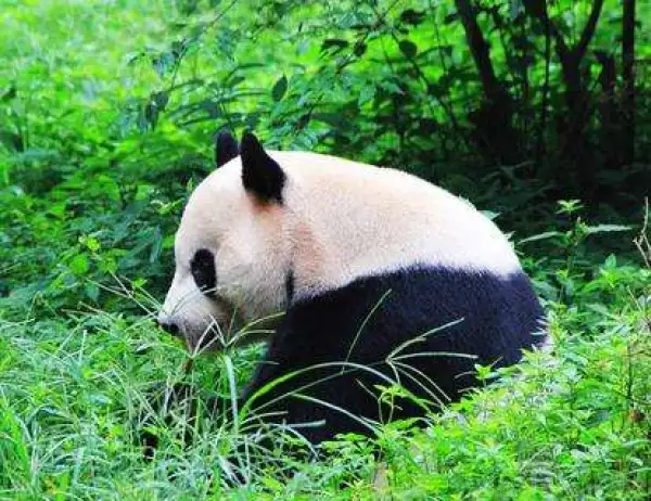 成都保利公园皇冠假日酒店1晚