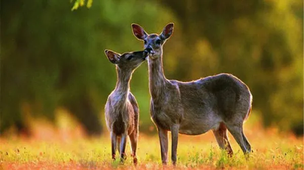 长白山+万达国际度假区3日游>沈阳起止，万达礼遇有氧骑行、缆车、水乐园、温泉，享铁锅炖、养生宴、农家宴，大美天池！