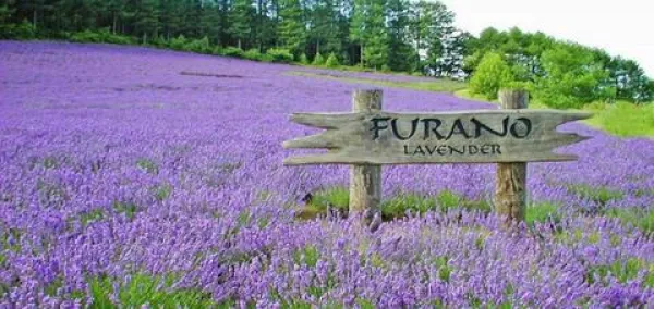 紫云花汐薰衣草庄园两日游